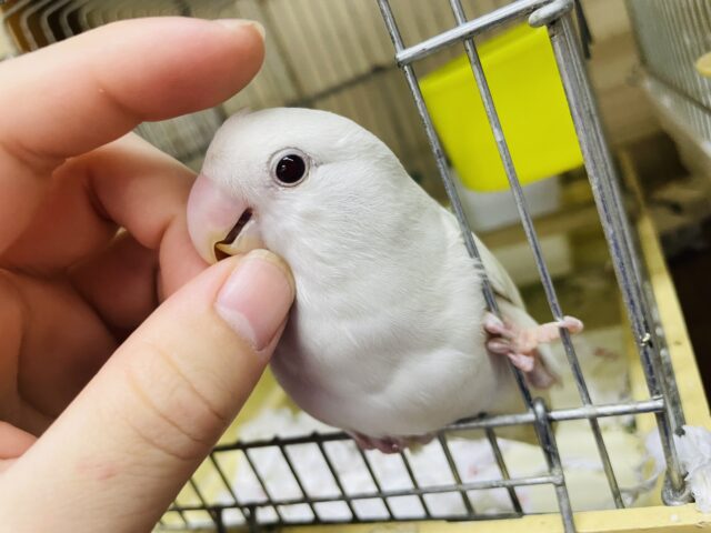 コザクラインコ（小桜インコ）