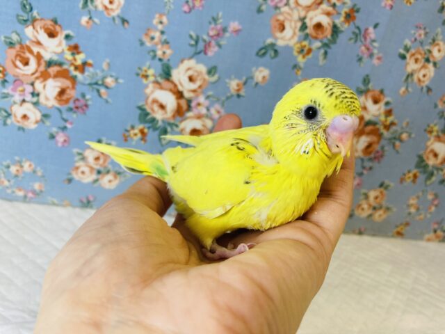 元気いっぱいビタミンカラー🌟手乗りセキセイインコ(イエローハルクイン)🕊✨ セキセイインコ