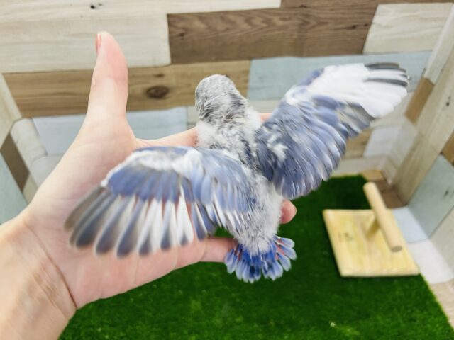 コザクラインコ（小桜インコ）