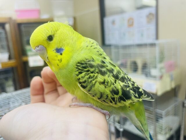 ジャンボセキセイインコ