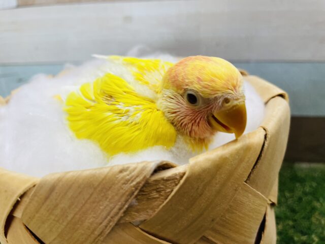 コザクラインコ（小桜インコ）