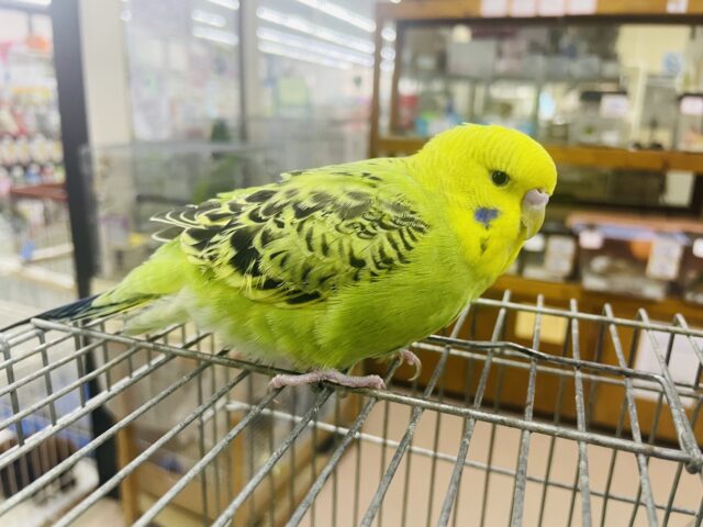 ジャンボセキセイインコ