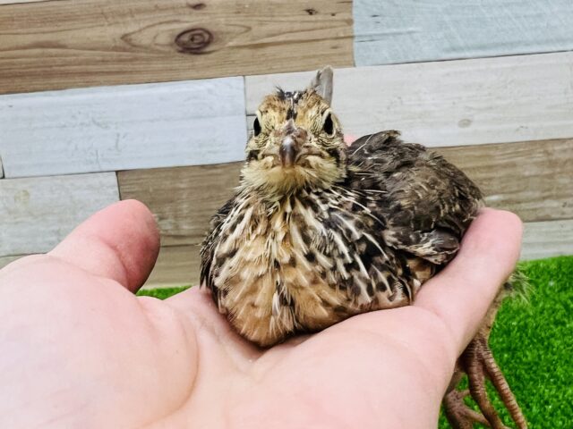 ベタなれ♡ウズラ〜 並ウズラ