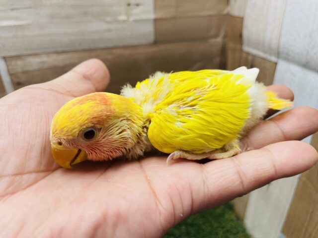 コザクラインコ（小桜インコ）