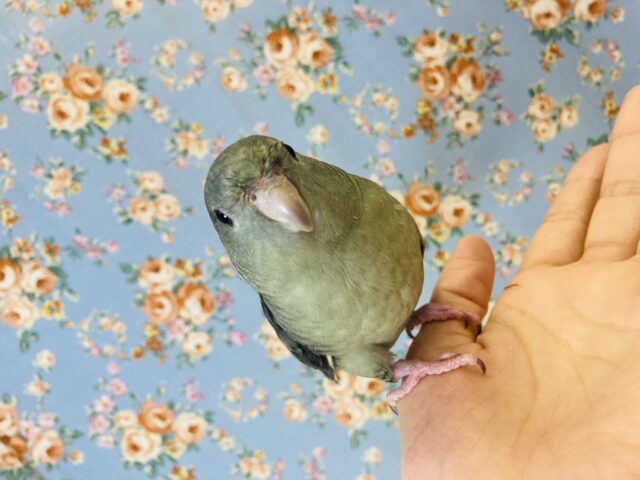 サザナミインコ