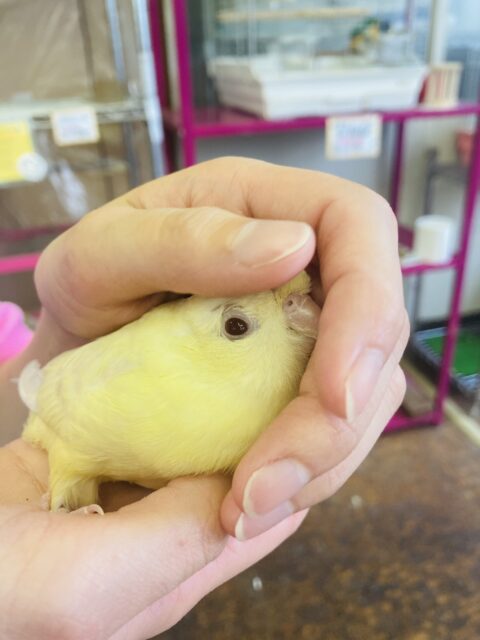 サザナミインコ