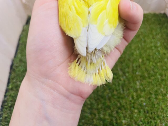 コザクラインコ（小桜インコ）