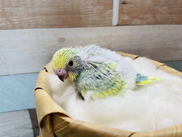 セキセイインコ