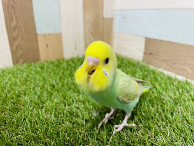 セキセイインコ