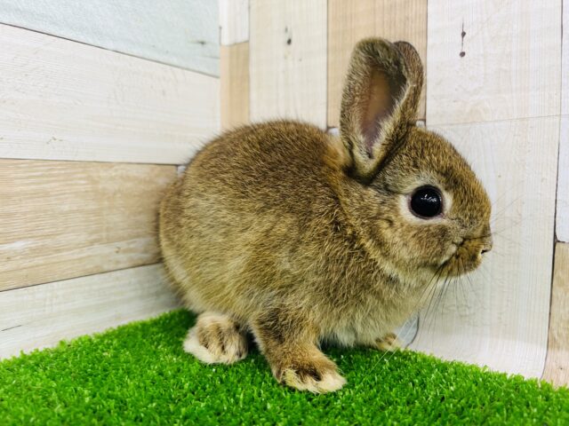 ネザーランドドワーフ