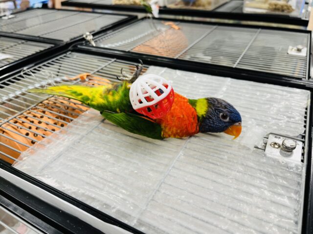 ゴシキセイガイインコ