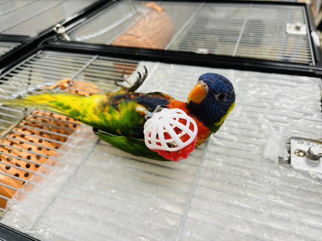 ゴシキセイガイインコ