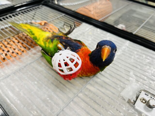 ゴシキセイガイインコ