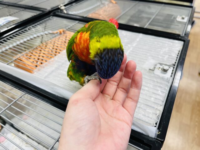 ゴシキセイガイインコ