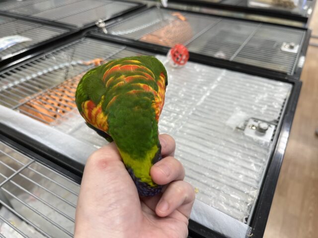 ゴシキセイガイインコ