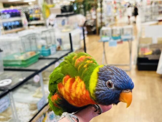 ゴシキセイガイインコ