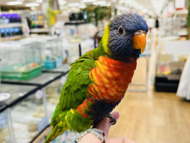 ゴシキセイガイインコ