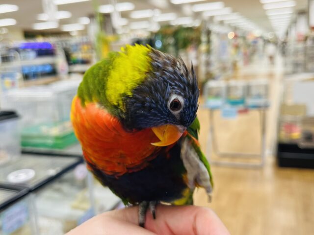 ゴシキセイガイインコ