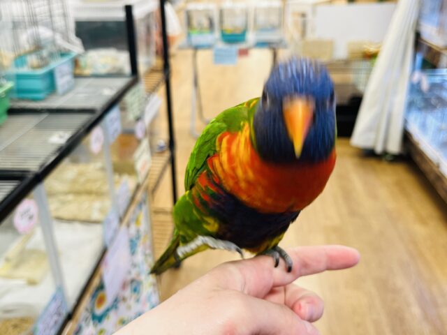 ゴシキセイガイインコ