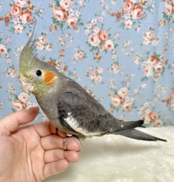 オカメインコ