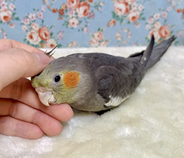オカメインコ