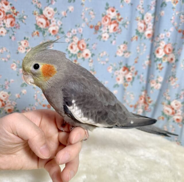 オカメインコ