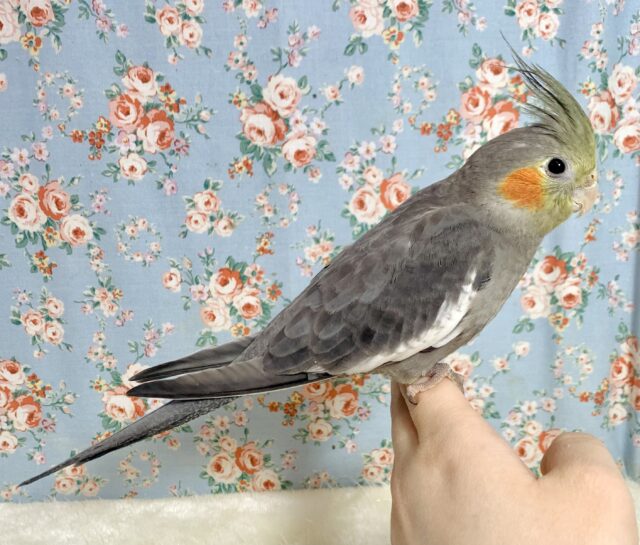 オカメインコ