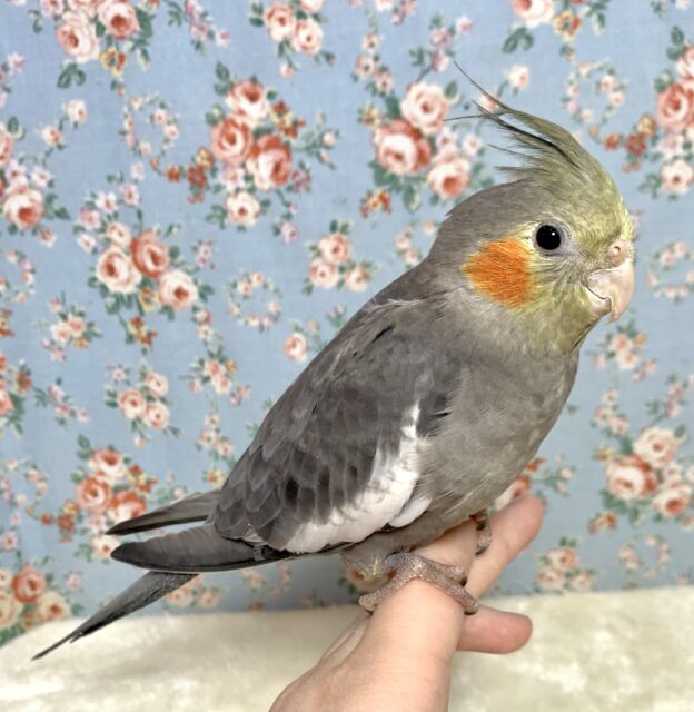 オカメインコ