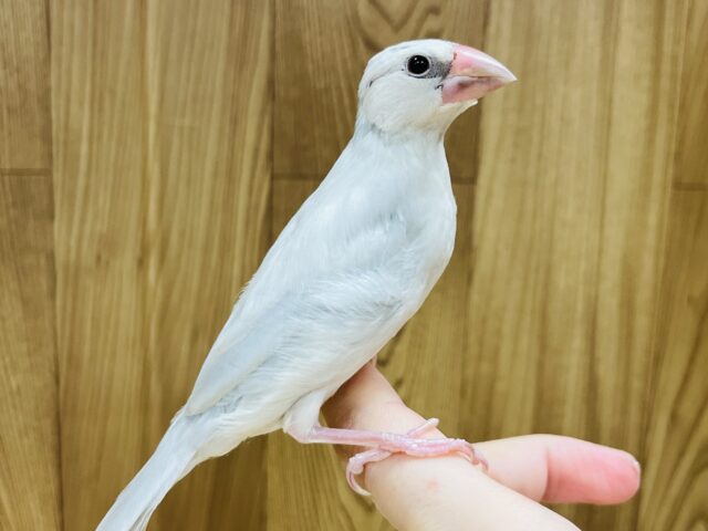 シルバー文鳥
