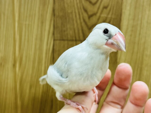 シルバー文鳥