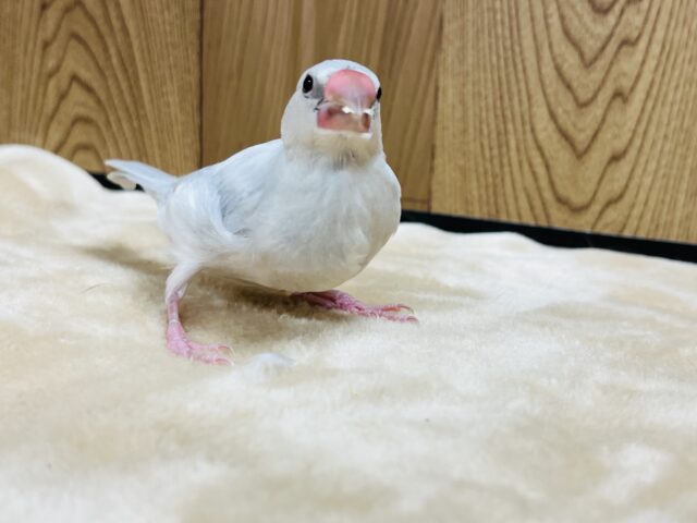シルバー文鳥