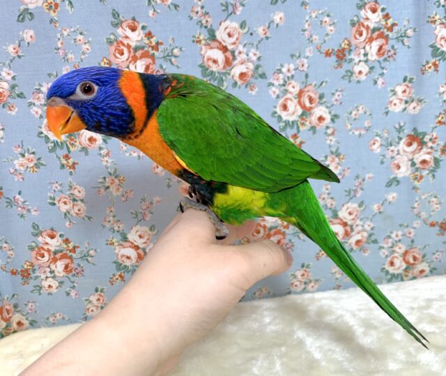 アカエリゴシキセイガイインコ