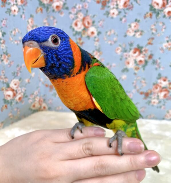 アカエリゴシキセイガイインコ