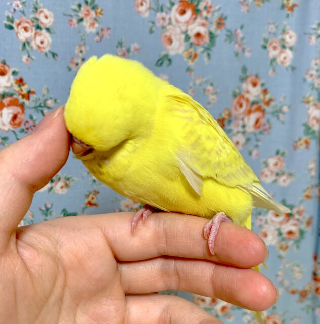 ジャンボセキセイインコ