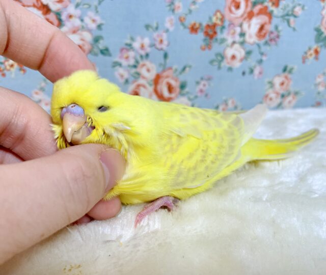 ジャンボセキセイインコ
