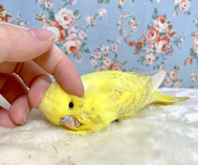 ジャンボセキセイインコ