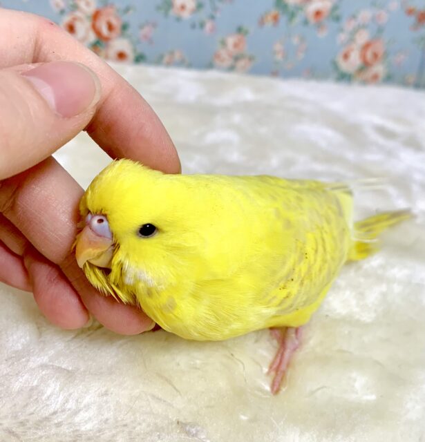 ジャンボセキセイインコ