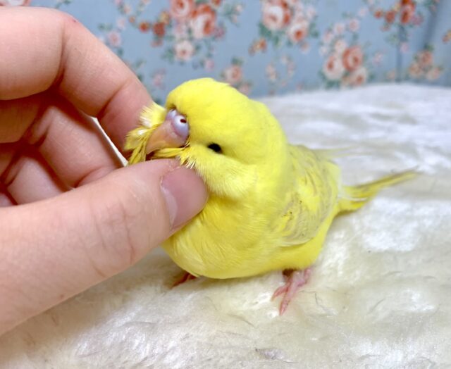 ジャンボセキセイインコ