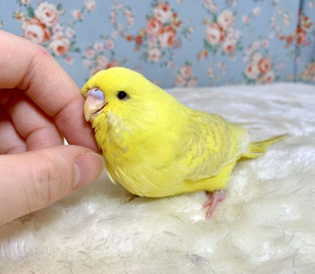 ジャンボセキセイインコ