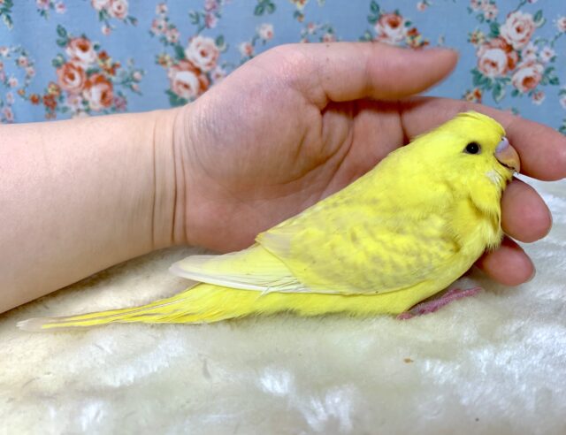 ジャンボセキセイインコ