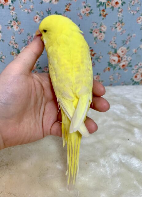 ジャンボセキセイインコ