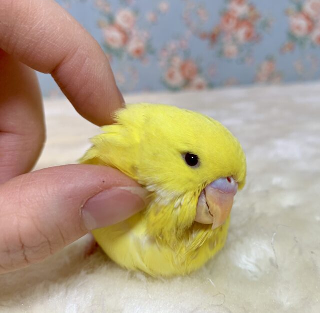 ジャンボセキセイインコ