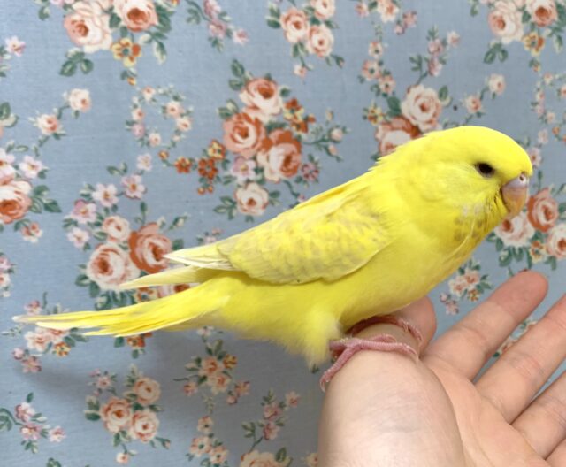 ジャンボセキセイインコ