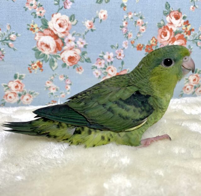 サザナミインコ