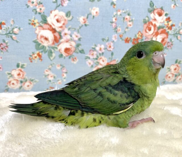 サザナミインコ