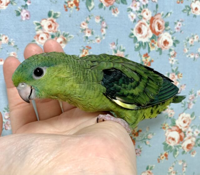 サザナミインコ