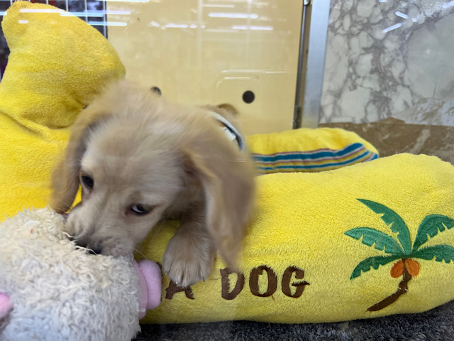 ミニチュアダックス