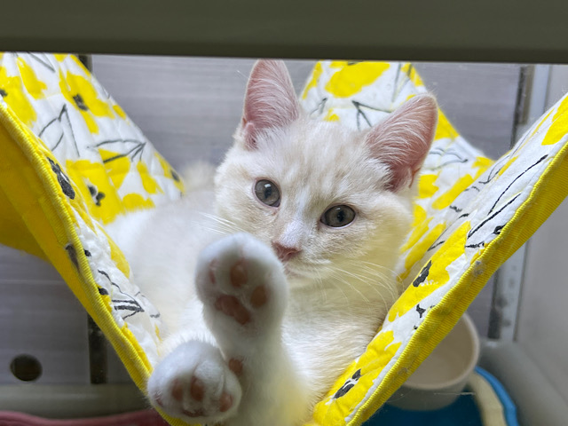 スコティッシュフォールド