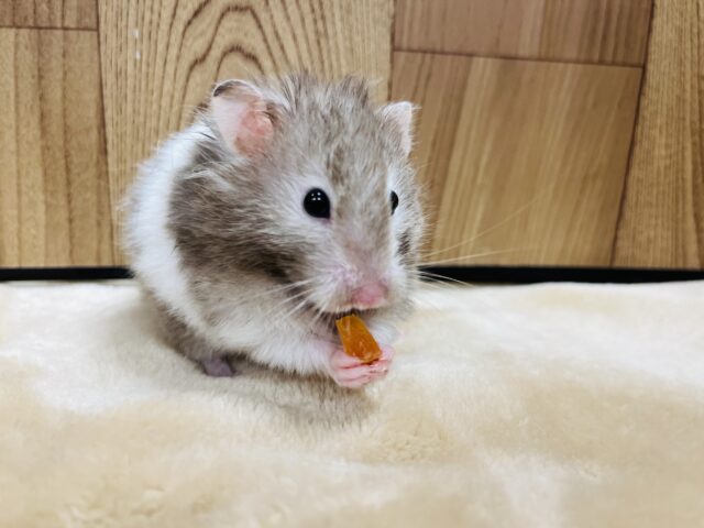 ゴールデンハムスター