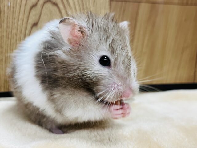 ゴールデンハムスター